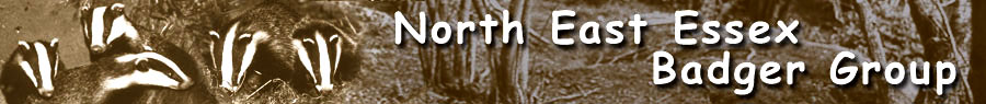 Home Page Banner